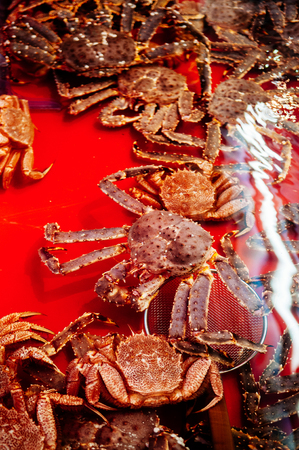 Live Japanese king crabs (Taraba) and zuwai crab at fish market in Hakkodate, Hokkaido.のeditorial素材