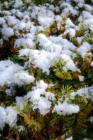 Juniper covered snow. Winter in mountains. Weather in forest. Juniper branches covered with wet snowの写真素材