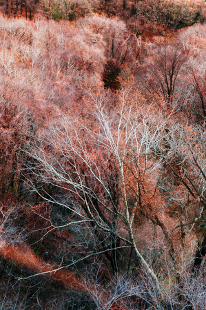 Hokkaido Usuzan mountain forest in urly winter with autumn foliage yellow tree, aerial view, aerial view in morningの写真素材