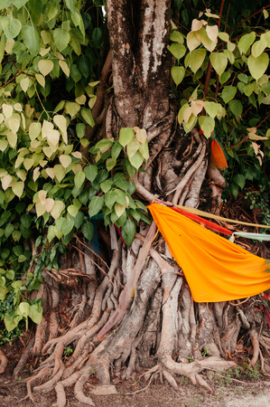 Bodhi, Bo or Bodh tree with yellow buddhist monk robe tight around as a sacred signの写真素材