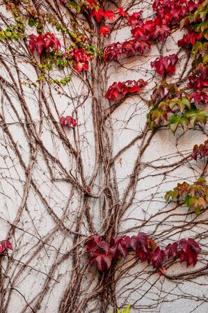 Colourful wild creepy vine Ampelopsis grape branches. Fall season. Vibrant autumn foliageの写真素材