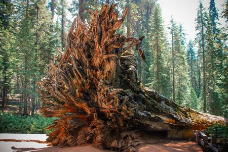 Root of fallen Giant sequoia tree - the largest trees on Earth at Yosemite national park, Califronia, USAの写真素材