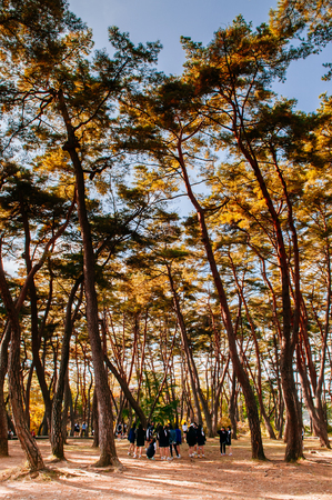 OCT 23,2013 Gangwon-do, South Korea - Many tourists in ancient pine forest at Cheongryeongpo cape. Famous tourist attraction of Yeongwol town.のeditorial素材