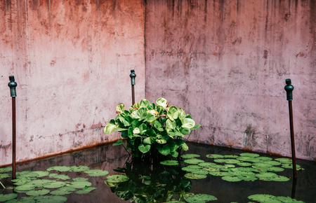 Samui, Thailand - Old coloured concrete wall with wooden window frame in tropical garden, Asian garden landscape designの写真素材