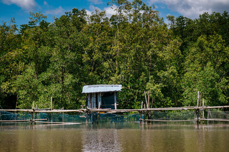 Old grunge sea cottage surrounded with green magle tree in Thailand tropical mangrove swamp forest lush evergreen nature river landscapeの写真素材