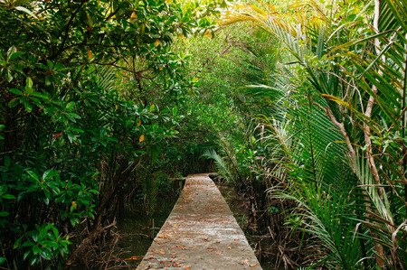 Evergreen Eco nature trail in Thailand tropical mangrove swamp forest with exotic tree and roots complexの写真素材