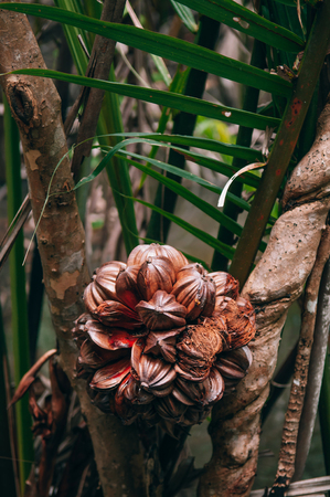 Nipa palm or Nypa palm lush green leaves in tropical magrove forest. Nypa fruticans native to the...