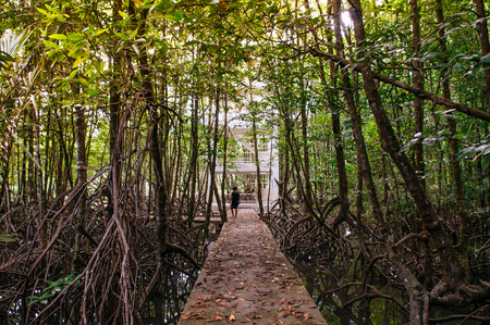 OCT 3, 2018 Trat, Thailand - Super big magle tree in Thailand tropical mangrove swamp forest with tourist on nature trail, evergreen mangrove forestの写真素材