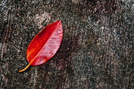 Abtract image autumn red foliage magle leaf  on dark dirty concrete surfaceの写真素材