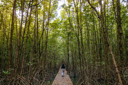 OCT 3, 2018 Trat, Thailand - Muslim woman on nature trail in Thailand tropical mangrove swamp forest with exotic tree and roots complexの写真素材