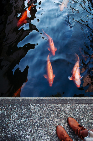 Colourful charming Koi Carp Fishes moving in pond with shadow and light reflection, Carp fishes swim under water surfaceの素材 [FY310110179143]