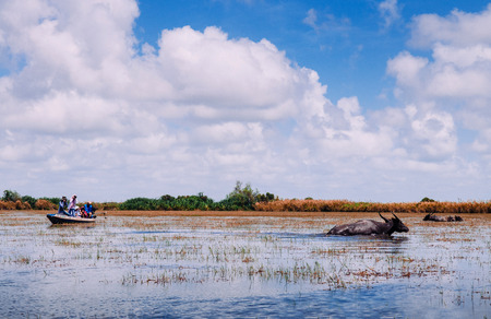 MAR 1, 2013 Phatthalung, Thailand - Tourist boat for nature trail excursion of Talay Noi, water buffalo soak in water at Ramsar wetland resevoir of Songkhla lake, biggest lake of southern Thailandのeditorial素材