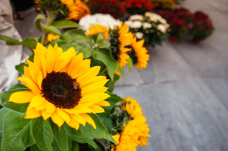 Beautiful yellow sunflower plant with bee in flower marketの写真素材