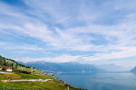 Switzerland - Wide green vineyard terrace in Chexbres village in Lavaux near Vevey and Montreux with lake geneva and swiss alps view in background, Famous vineyard and winery destinationの写真素材