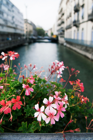 European pink red flower on bridge with canal background in old town Zurich, Switzerlandの写真素材