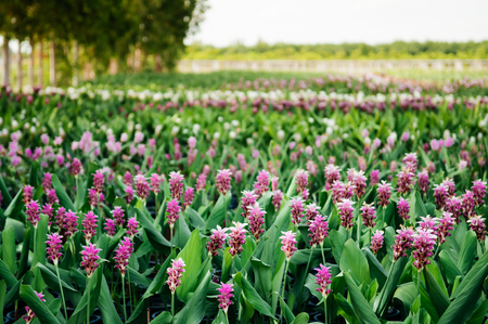 Flower field of Pink colour Siam tulip flower, Summer tulip, Curcuma alismatifoliaの写真素材