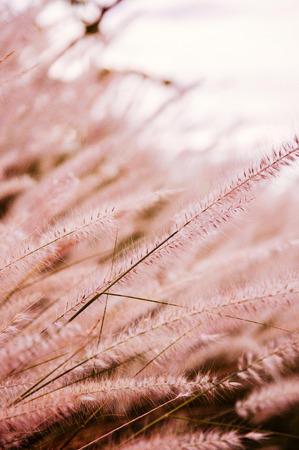 Close up bush of fluffy grass flower, warm tone selective focus with bright background.の写真素材