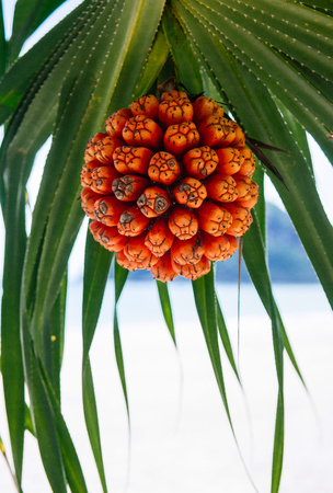 Colourful exotic tropical Fruit of Pandanus tectorius - Hala - Bacua - Vacquois or Seashore screwpine with beach view in backgroundの写真素材