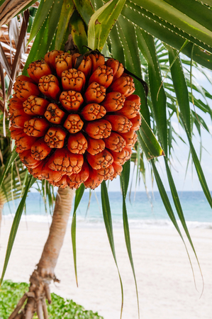 Colourful exotic tropical Fruit of Pandanus tectorius - Hala - Bacua - Vacquois or Seashore screwpine with beach view in backgroundの写真素材