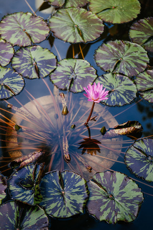 Full bloom pink star water lily with two tone leaves in clear water pondの写真素材