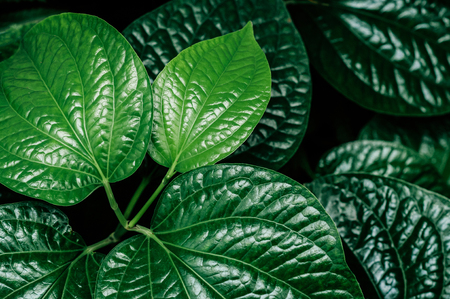Fresh new green heart shaped leaves of Wild betel leaf bush or Piper sarmentosum plant. Close up...