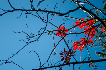 Silhouette red autumn leaves on tree branches against bright blue skyの写真素材