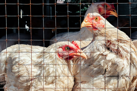 White dirty feather red cockscomb farm chickens behind metal cage under bright summer sunlight with dark background - Battery cages farm concept.の写真素材