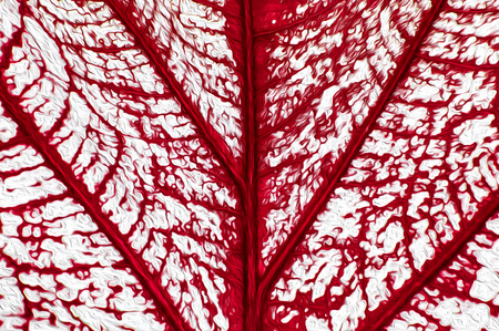 Close up vibrant red leaf vein and white patches illustration graphic art texture background. Nuture texture graphic wallpaper conceptの写真素材