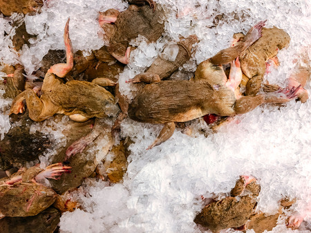 Close up raw Asian fresh frog or bullfrog on cold ice in fresh seafood market top view - Exotic disgusting food conceptの写真素材