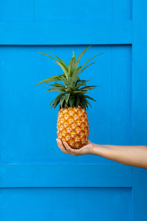 Woman Hand holding tropical yellow pineapple isolated on bright blue backgroundの写真素材