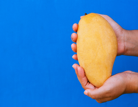 Woman Hand holding Thai yellow mango isolated on bright blue background