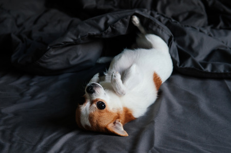 Cute chihuahua dog lie on bed staring at camera with dark grey blanketの写真素材
