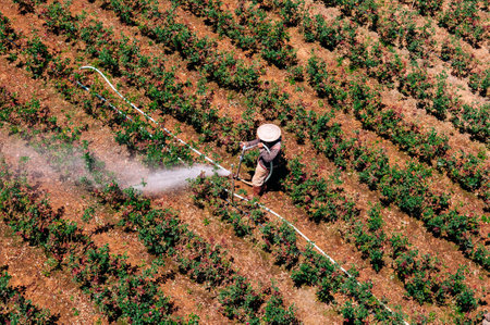Asian Farmer watering rose plantation in countryside of Dalat city - Vietnam. Aerial view shot on sunny dayの写真素材