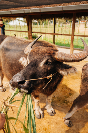 Feeding grass to beautiful black Asian water buffalo in local dairy farm in Southeast Asia, Laos or Thailandの写真素材