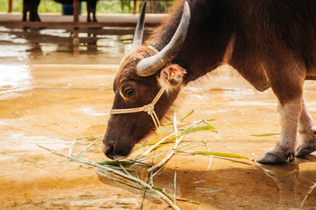 Beautiful medium size black Asian water buffalo in local dairy farm in Southeast Asia, Laos or Thailandの写真素材