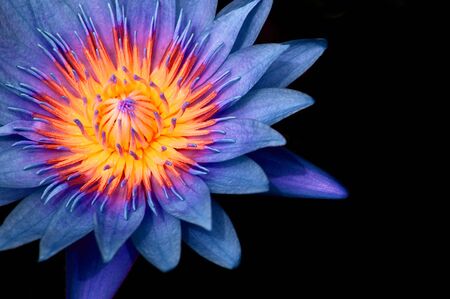 Macro shot of full bloom blue star water lily. Deep blue lotus flower petal with yellow pistil and stamen detail extremely close up isolated on black backgroundの写真素材