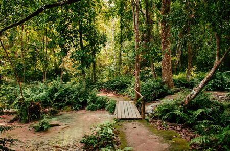 Nature trail under big tree at Kuang Si waterfall with old wood bridge in Luang Prabang, Laos during summer season.の写真素材