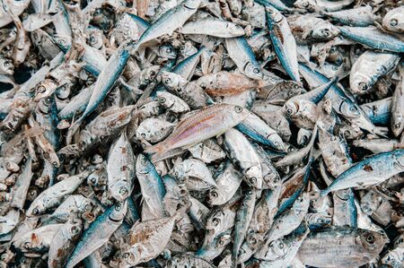 Salted sun dried anchovy and assorted fish making process top view details - Local seafood industry Thailandの写真素材