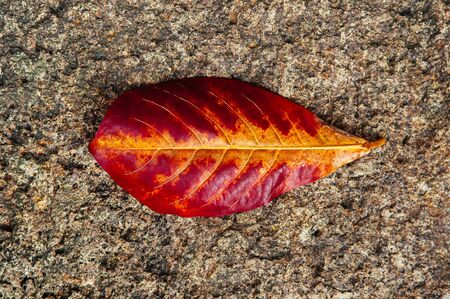 Close up red yellow autumn leaf detail with veins on rough rock background - Nature leaf abstract...