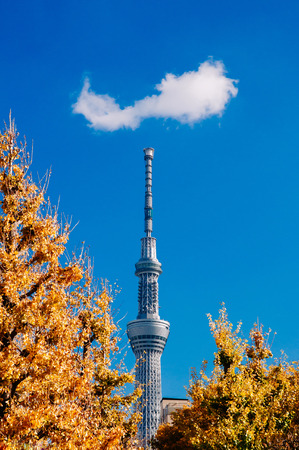 NOV 29, 2018 Tokyo, Japan - Tokyo Skytree Tower rise high against clear blue sky with autumn Gingo tree foreground shot from Asakusa area, Japan beautiful autumn seasonのeditorial素材