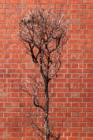 Old red brick wall and dead dried tree vertical image nature background texture
