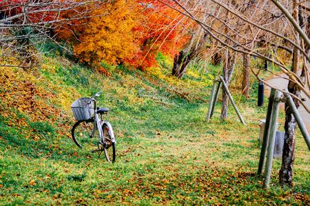 Vintage bicycle with basket on green lawn with autumn tree and colourful maple leavesの写真素材