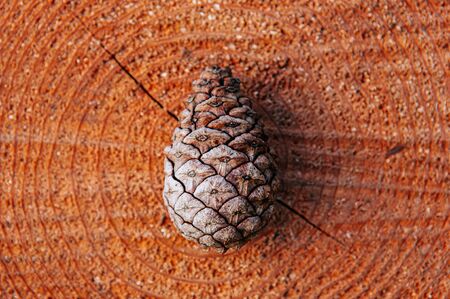 Beautiful pine cone on old tree trunk close up detail background, season change greeting concept nature wallpaperの写真素材