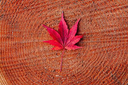 Red autumn seven lobes maple leaves on tree trunk close up detail background - Japan colourful season change concept nature scene wallpaperの写真素材