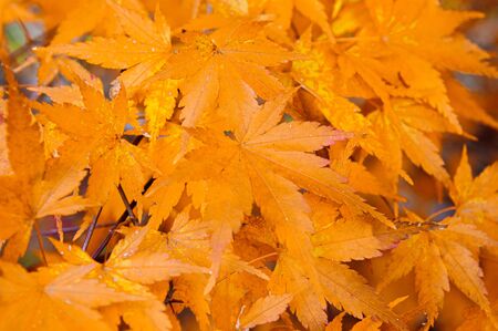 Yellow autumn seven lobes maple leaves close up detail background - Japan colourful season change concept nature scene wallpaperの写真素材