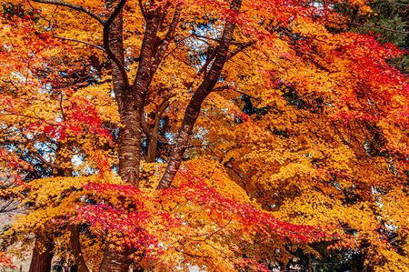 Great big beautiful vibrant colourful red orange yellow leaves foliage maple tree in autumn season