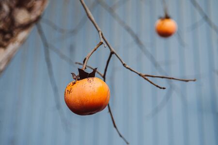 Japanese Kaki fresh beautiful organic persimmon fruits on its tree close up detail with blue backgroundの写真素材