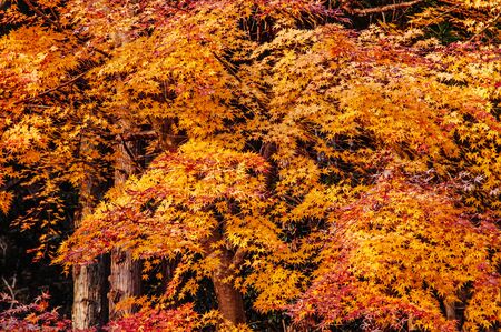 Great big beautiful vibrant colourful red orange yellow leaves foliage maple tree in autumn season in december - Yamagata, Japanの写真素材