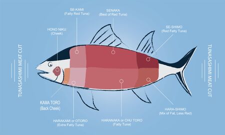 Tuna Sashimi Meat cut guide chart with meat part name in English and Japanese, Graphic vector editable pencil drawing line style with pastel soft coloursのイラスト素材