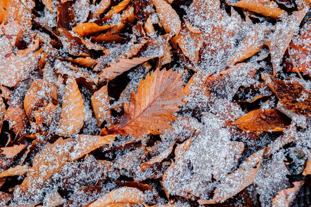 Beautiful brown dried leaves and white frozen snow in winter season in december - Nature season change backgroundの写真素材